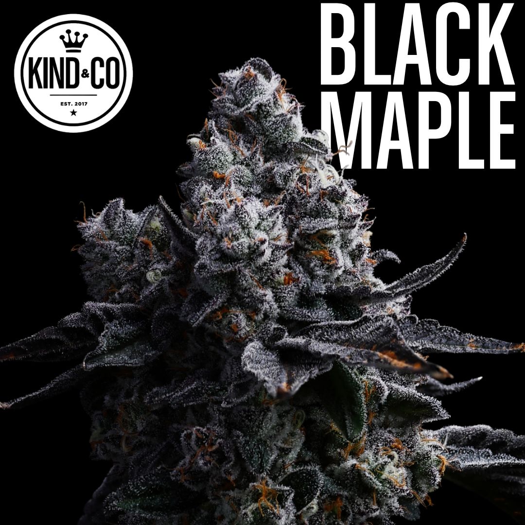 Black Maple flower