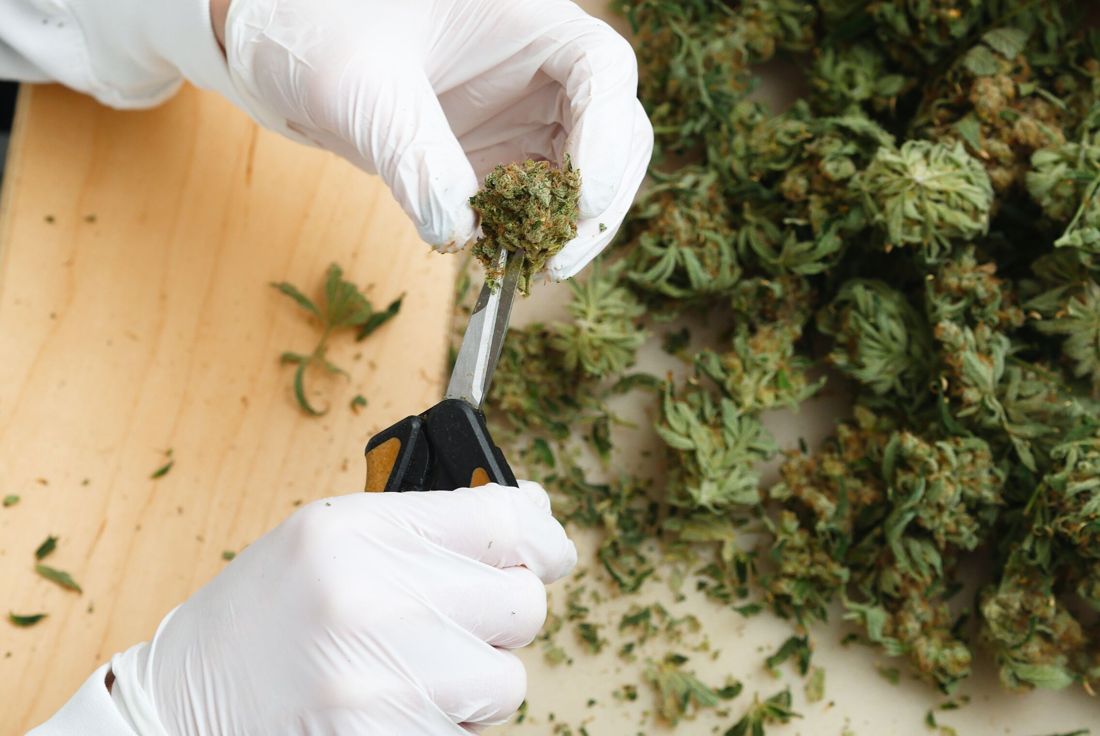 Gloved hands hand trimming flower