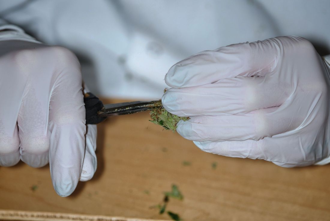Close up of a bud being hand trimmed