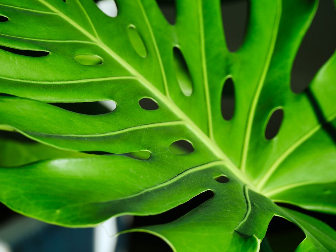 Monstera from House Plants for Homies