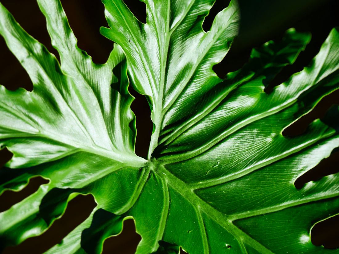 Split Leaf Philodendron from House Plants for Homies