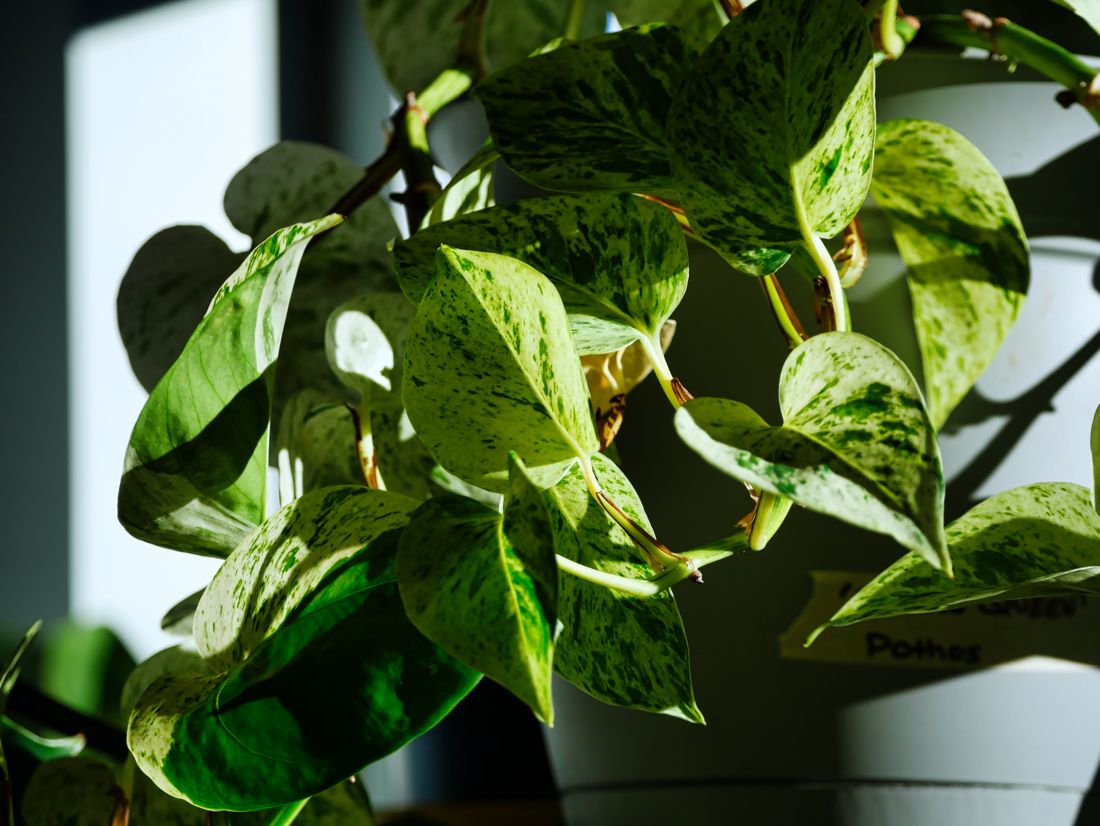 Marble Queen Pothos from House Plants for Homies