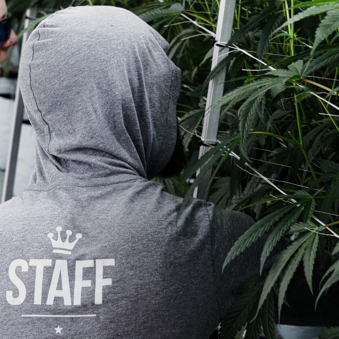 A Kind & Co crew member in the grow room