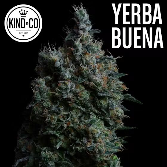 Yerba Buena flower